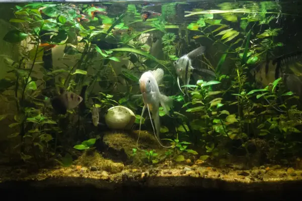 Acuario de agua dulce plantado, visto de frente, con escalares y otros peces tropicales entre las plantas