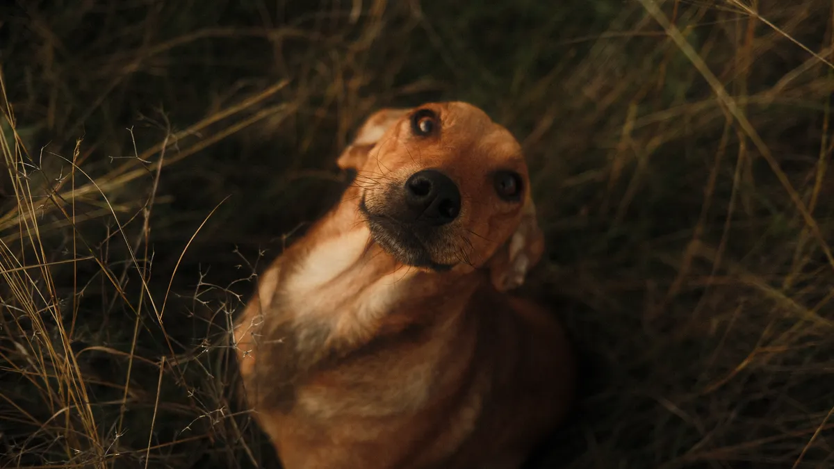 Perro sentado recibiendo un premio durante una sesión de entrenamiento