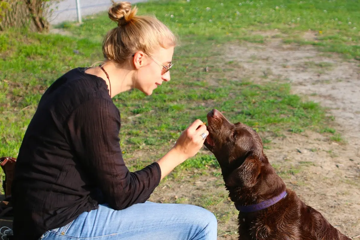 Persona premiando a un perro tranquilo y sentado durante un ejercicio de autocontrol