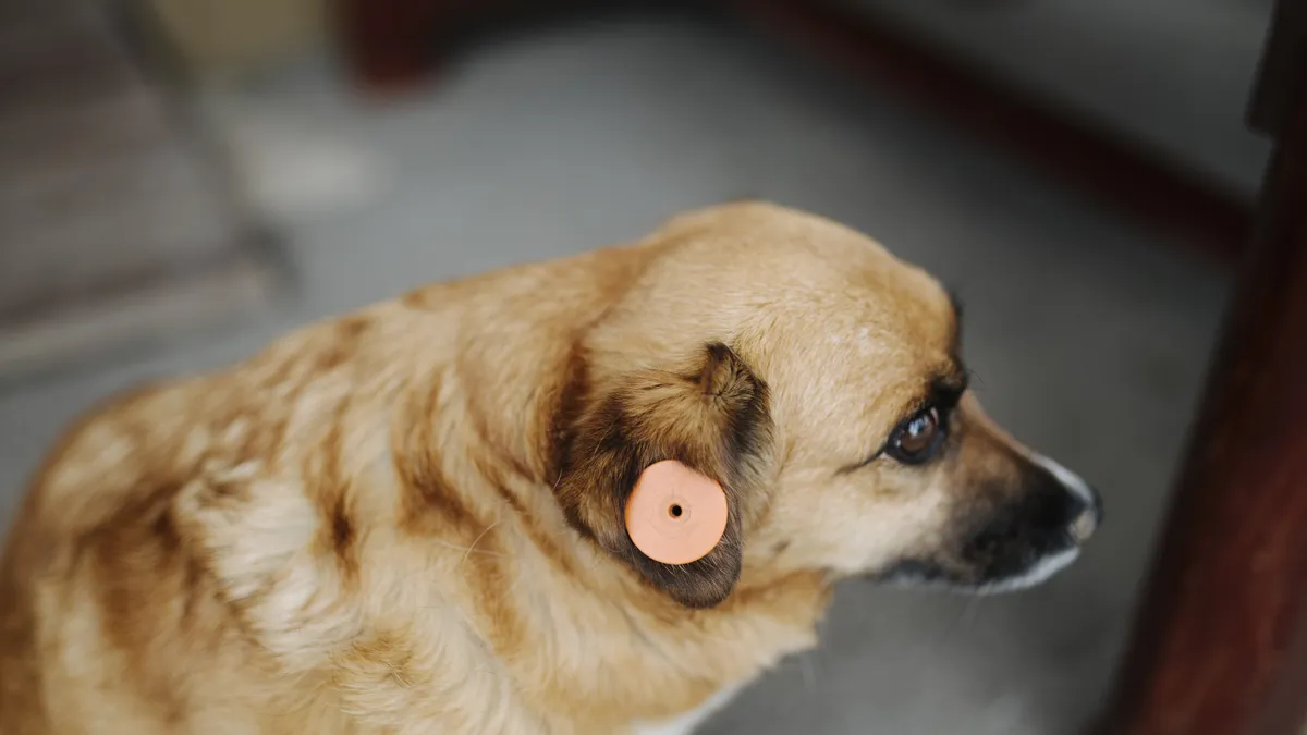 Perro recién llegado a un hogar junto a su cama y su comedero