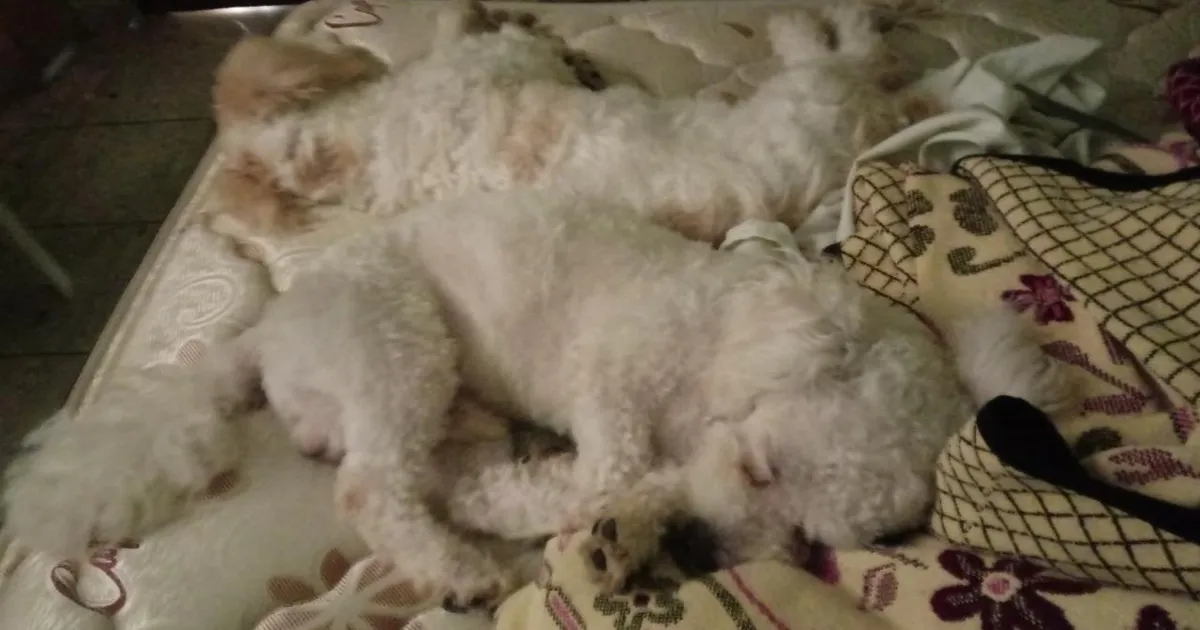 Adoptar un perro mayor: ventajas y qué mirar antes