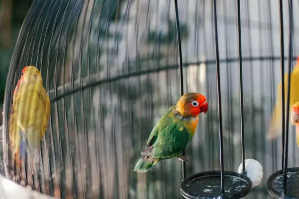 Agapornis verde de cara naranja posado en un columpio colgante dentro de su jaula domestica