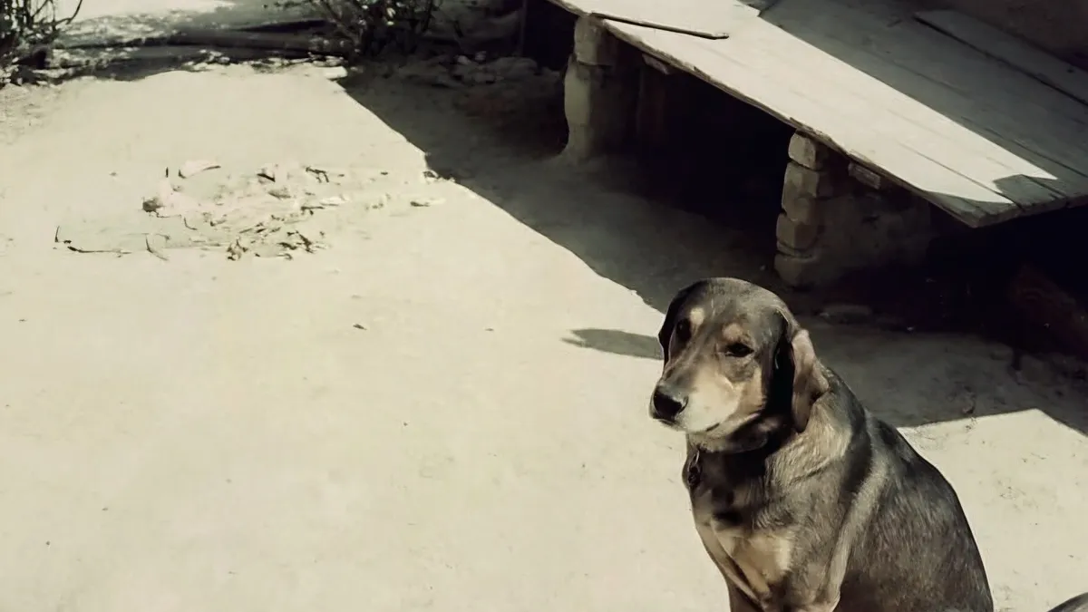 Puerta con arañazos de un perro que se queda solo