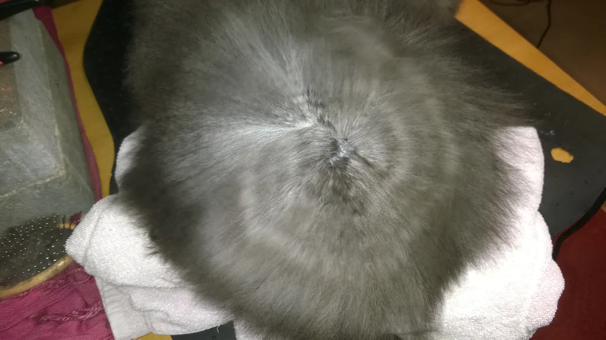 Bernedoodle de pelaje tricolor tumbado sobre la hierba en un jardín
