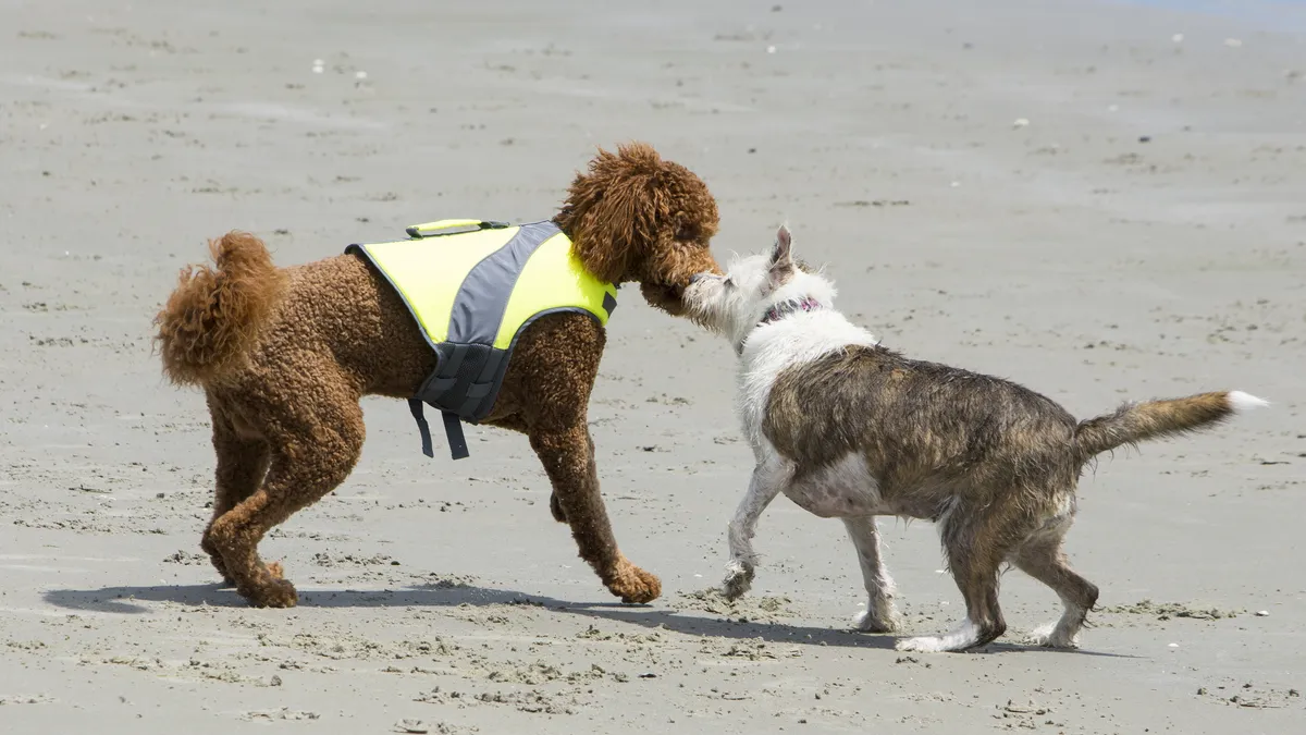 Persona cepillando el pelaje rizado de un perro tipo doodle