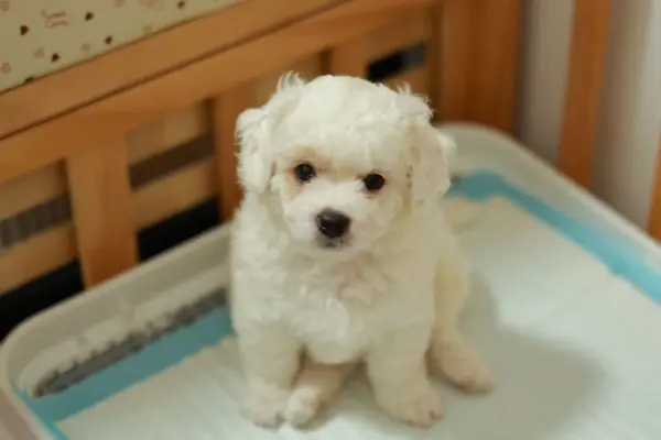 Cachorro blanco sentado sobre un empapador en su bandeja