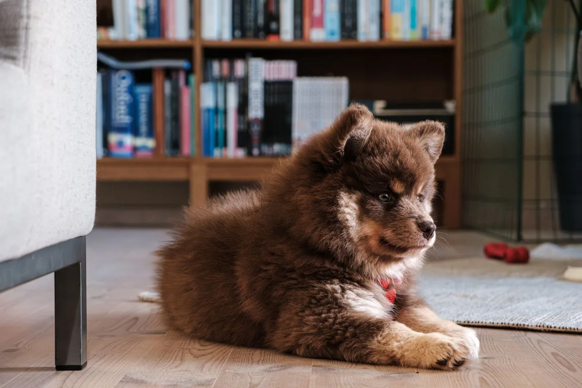 Cómo introducir un cachorro en casa: guía de los primeros días