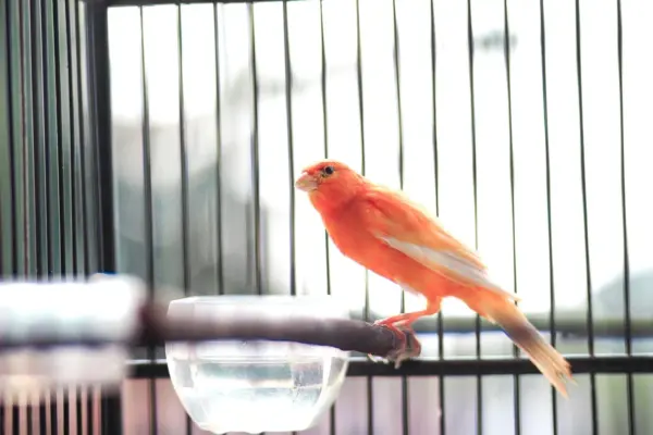 Canario de plumaje naranja posado en una percha de madera dentro de su jaula, junto al bebedero