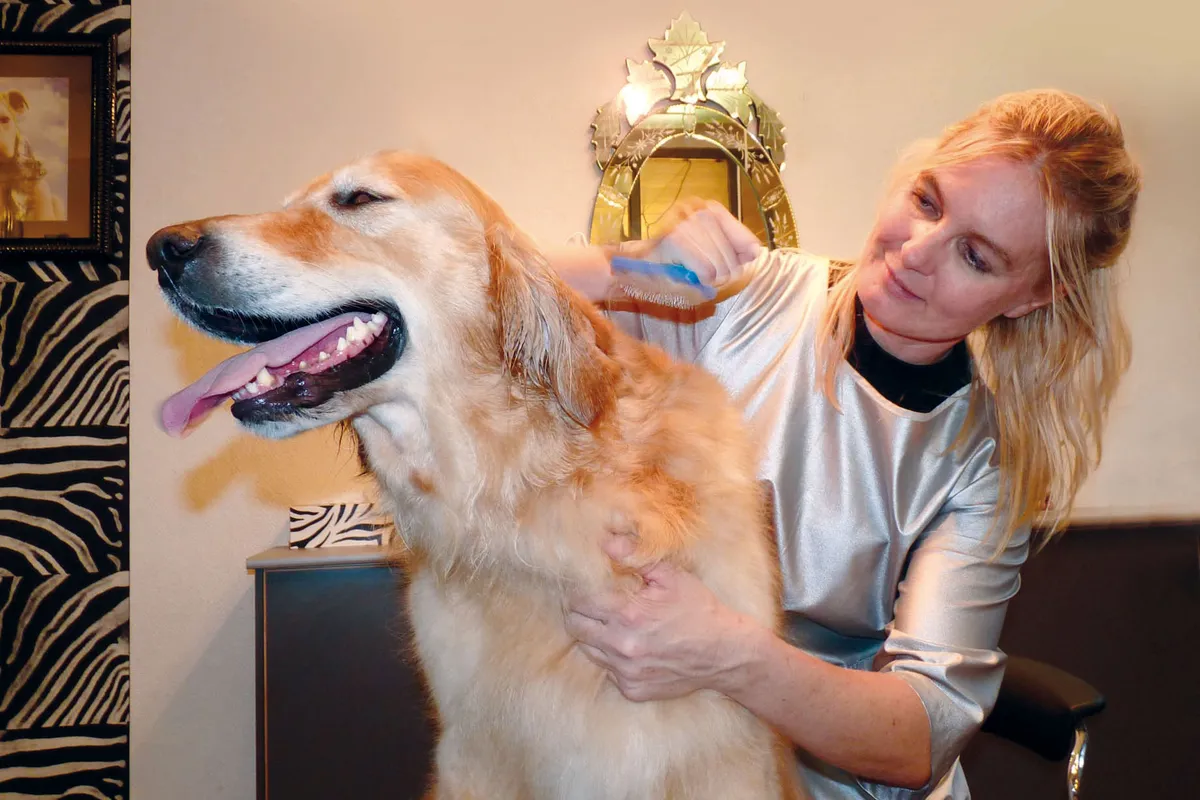 Cepillado del pelo de un perro de manto largo antes del baño