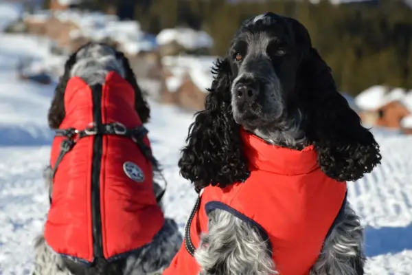 Cocker spaniel de orejas largas abrigado en la nieve