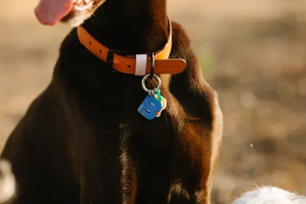 Primer plano de un collar de perro con placas de identificacion colgando