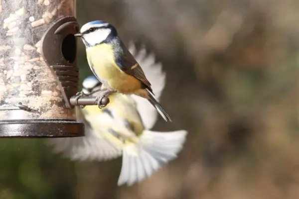 Herrerillo comiendo semillas en un comedero colgante de tubo en el jardin
