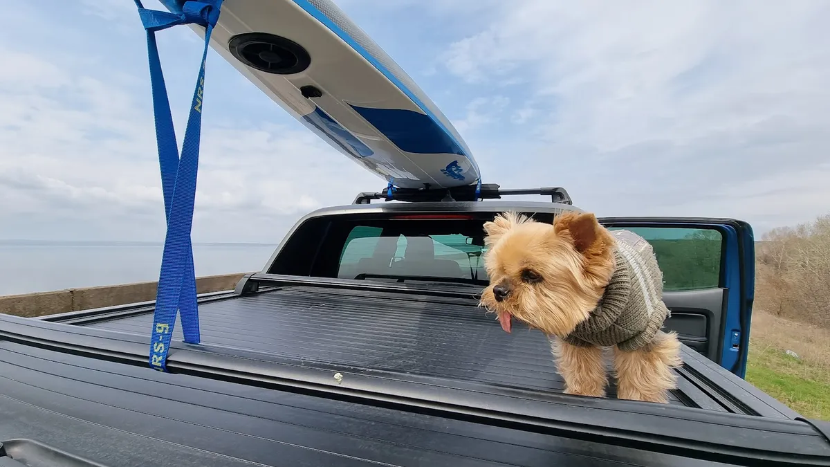 Perro olfateando la hierba con atención durante un paseo tranquilo