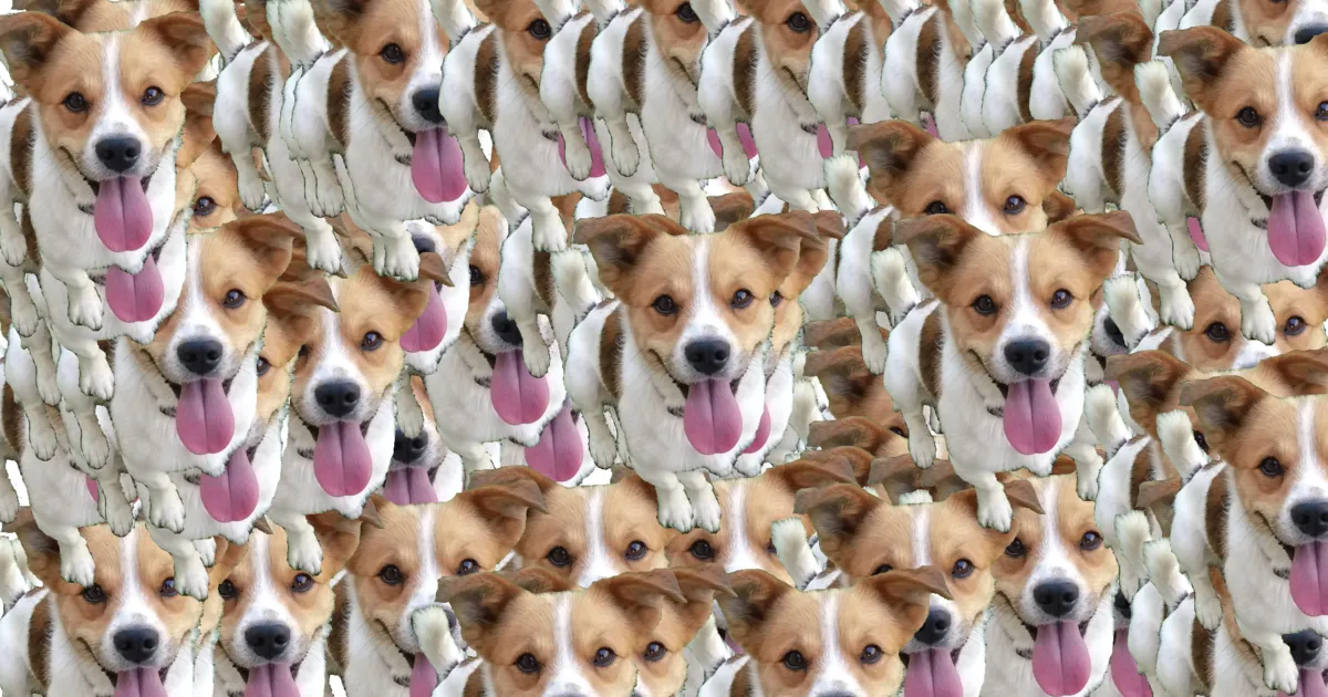 Cómo crear un vínculo con tu perro (y por qué es la base de toda educación)