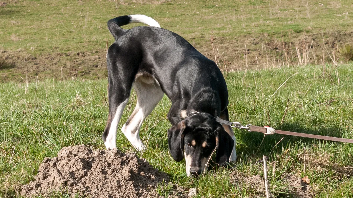 Perro paseando con correa larga en un campo abierto