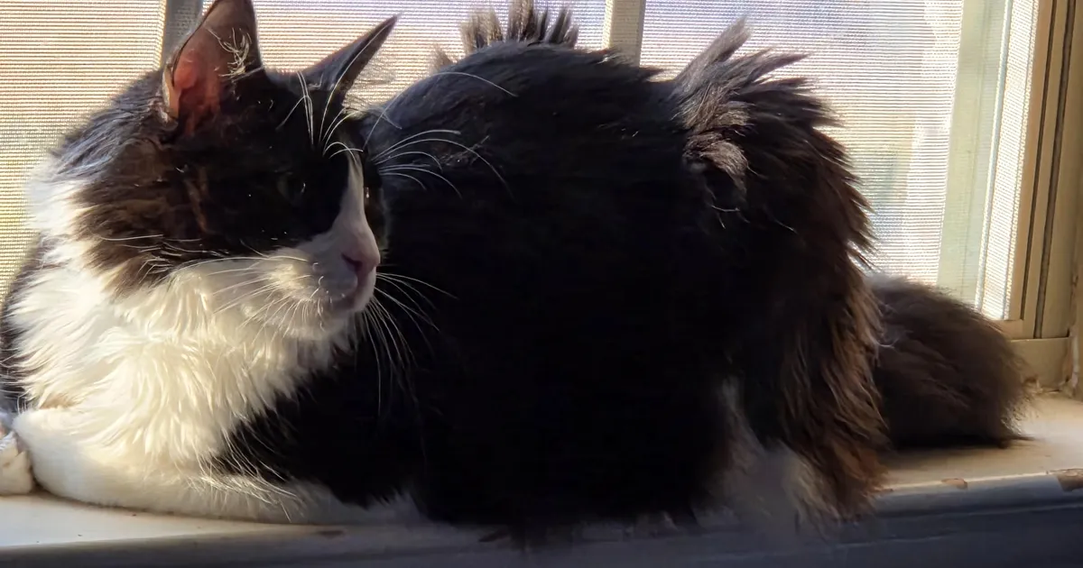 Cómo introducir un gato nuevo en casa sin conflictos