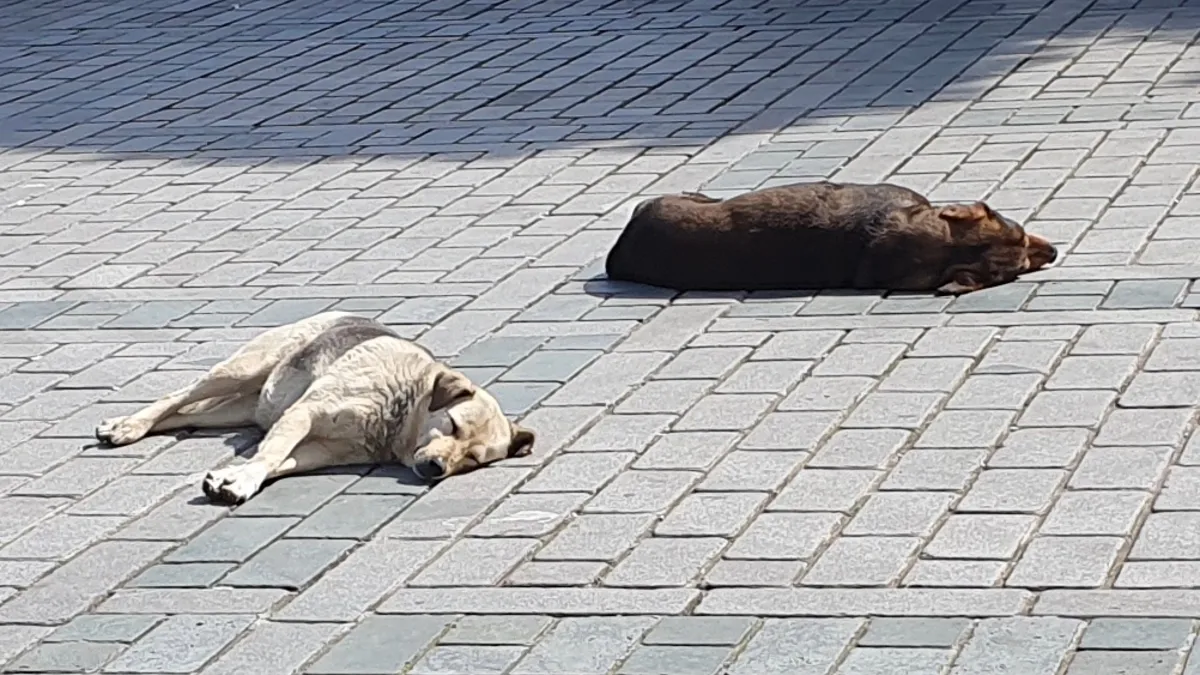 Perro haciendo un ejercicio de obediencia en el parque