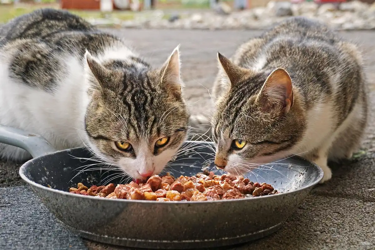 Dos gatos comiendo a la vez del mismo cuenco, un recurso compartido que genera fricción