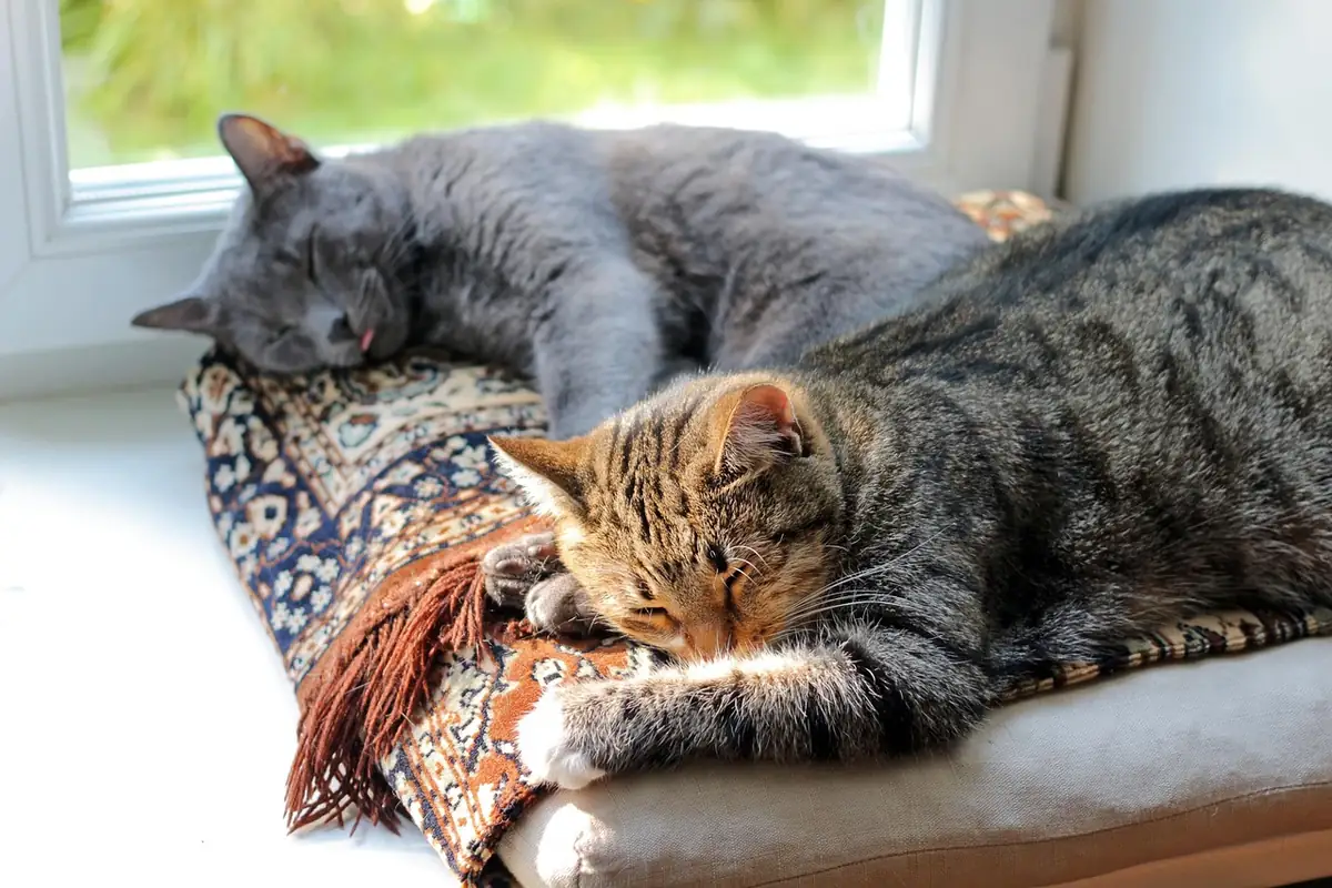 Dos gatos durmiendo juntos sobre un cojín junto a la ventana