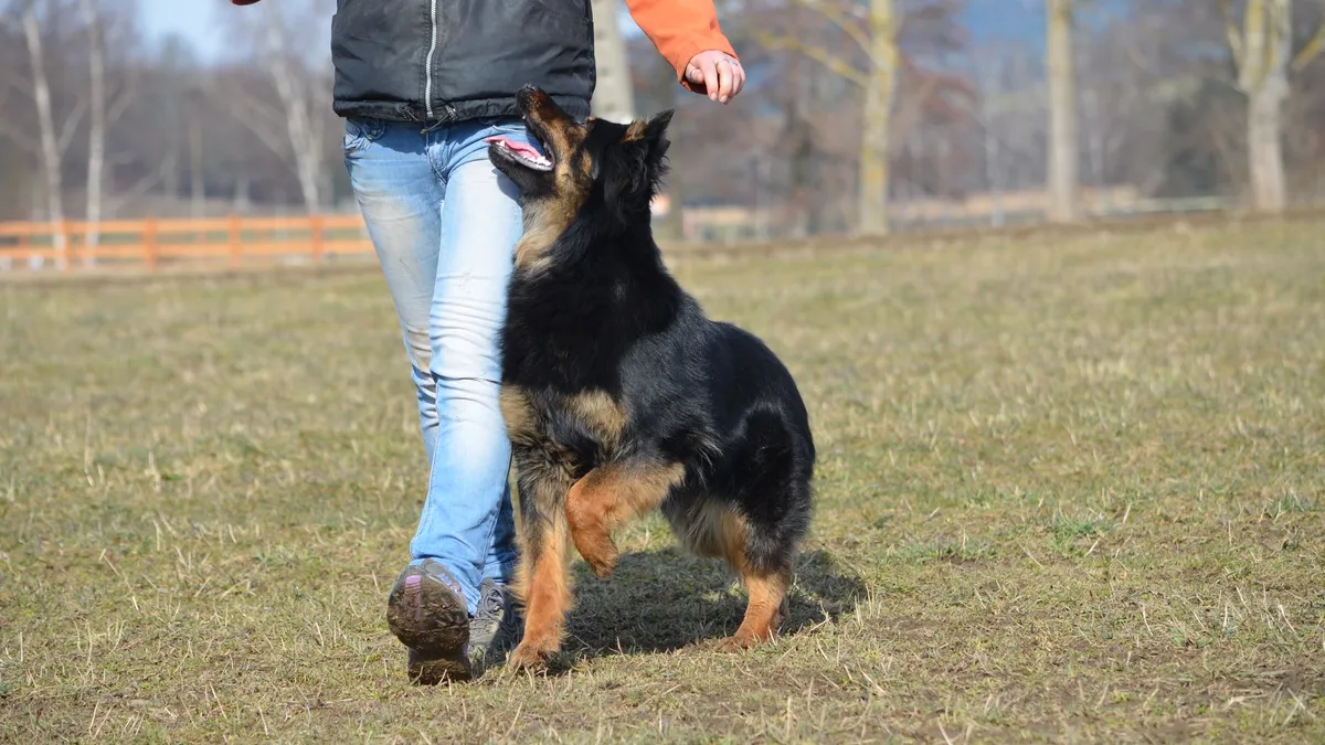 Adiestramiento con clicker: perro atento a la mano de su dueño