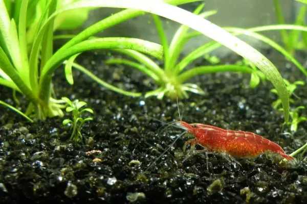 Gamba roja red cherry sobre el sustrato oscuro entre plantas verdes de un acuario plantado de agua dulce