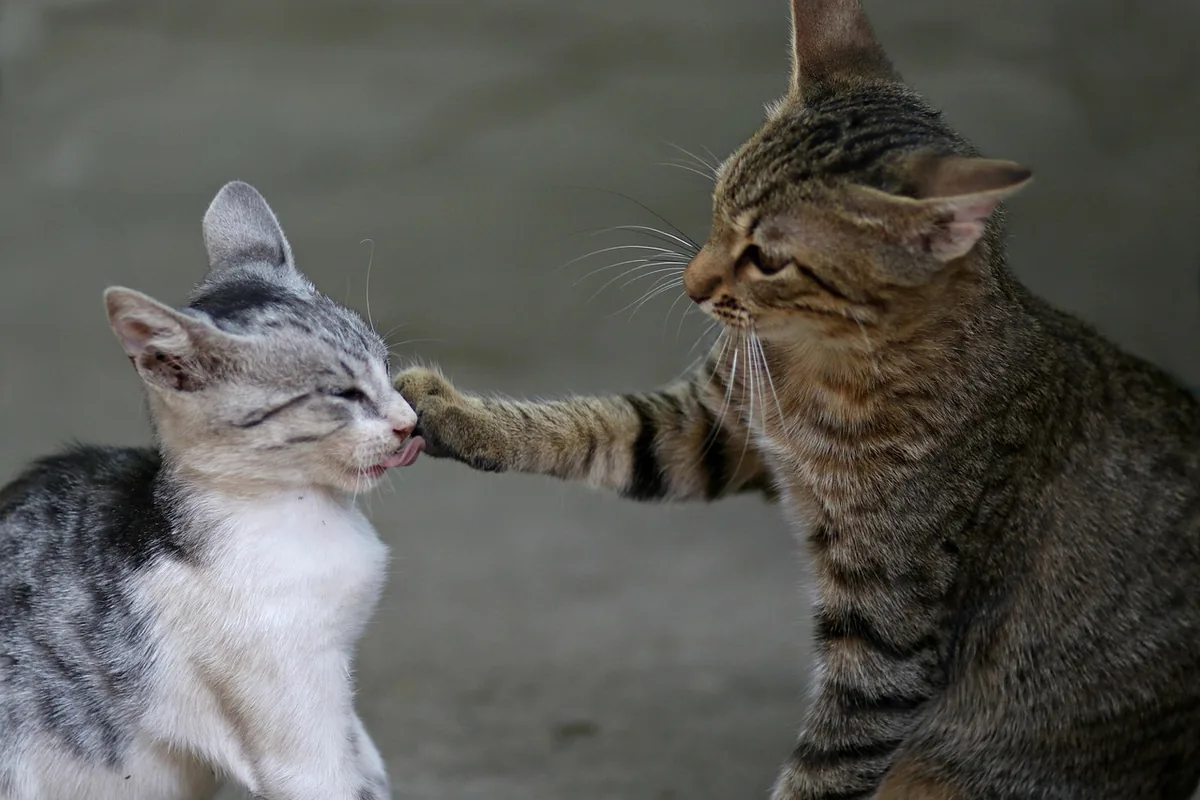 Gato adulto corrigiendo a un gatito con un manotazo suave en la cara