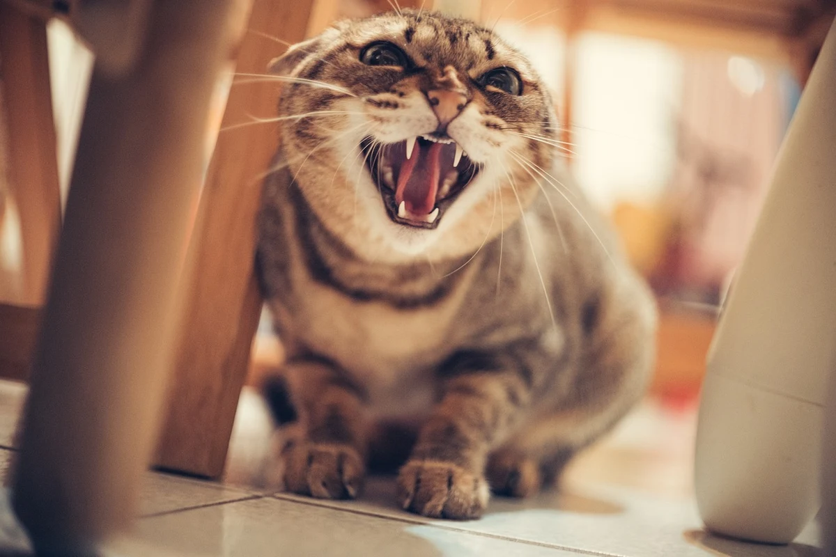 Mi gato bufa al nuevo gatito: por qué lo hace y cómo conseguir que lo acepte
