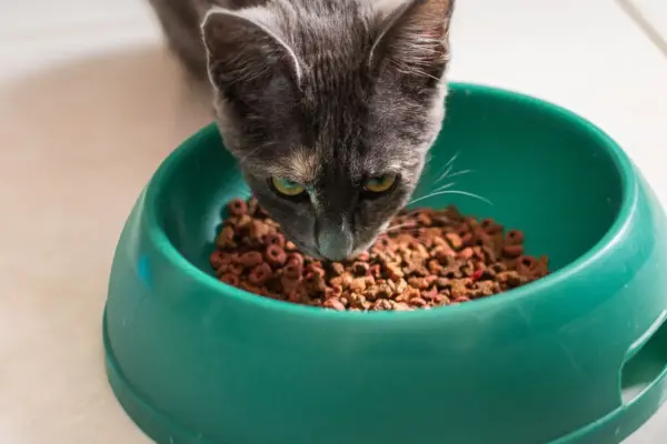Gato gris comiendo pienso de un comedero verde en el suelo