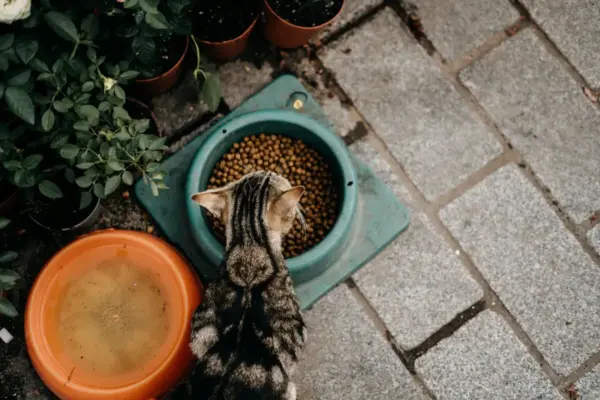 Gato atigrado comiendo de su cuenco de comida en el suelo