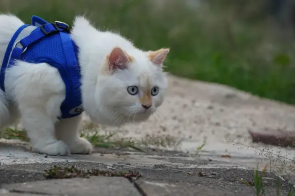 Gato blanco con arnes de chaleco azul explorando en el exterior