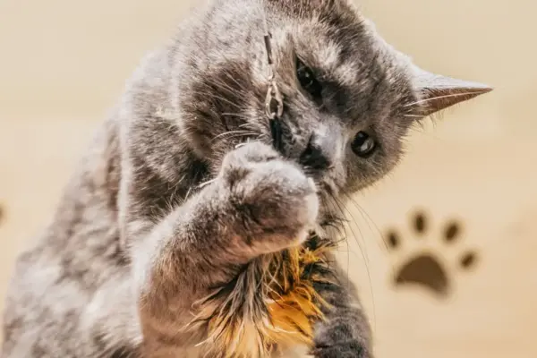 Gato gris atrapando con las patas un juguete interactivo de plumas