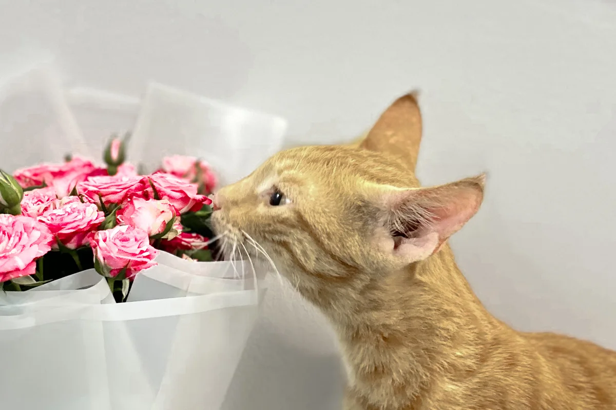 Plantas tóxicas para gatos: cuáles son y qué hacer