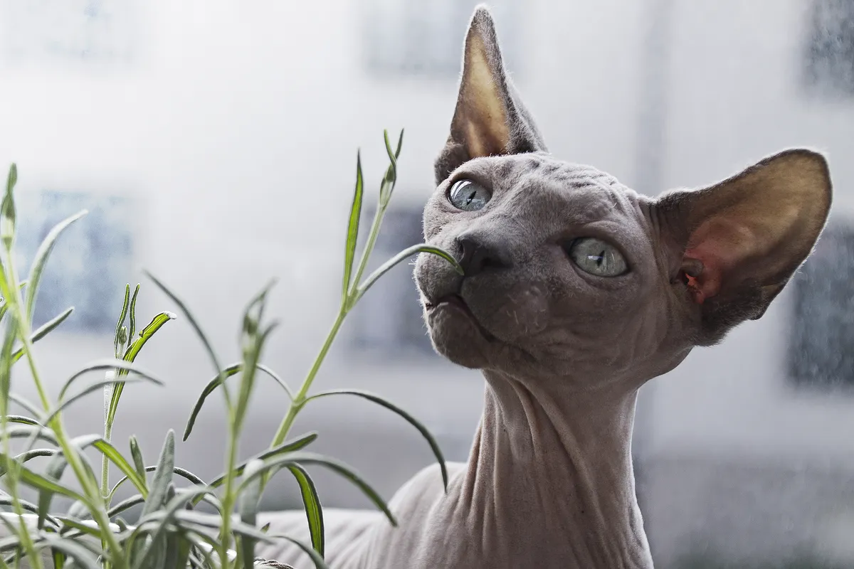Gato oliendo las hojas de una planta de interior junto a la ventana