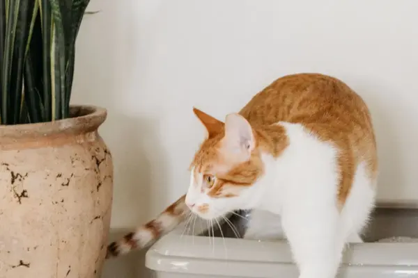 Gato naranja y blanco saliendo de su arenero con arena aglomerante
