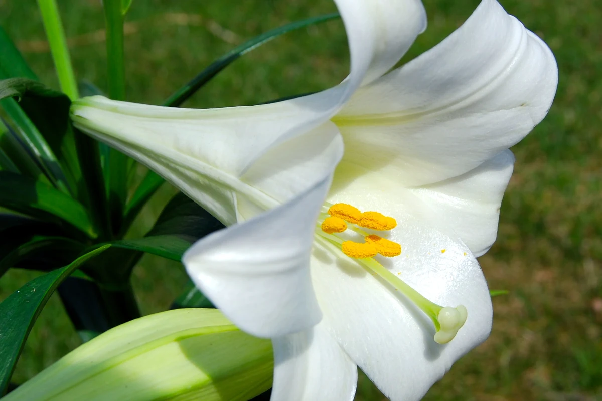 Lirio blanco en flor, la planta más peligrosa para los gatos