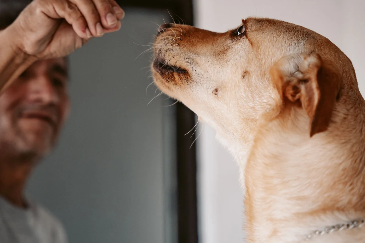 Mano cerrada con un premio dentro delante del hocico de un perro en casa