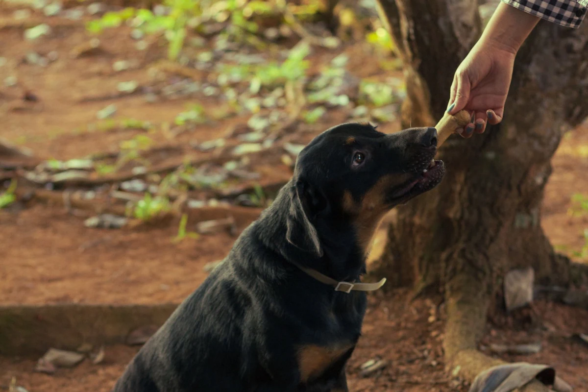 Mano ofreciendo un premio a un perro sentado y atento al aire libre