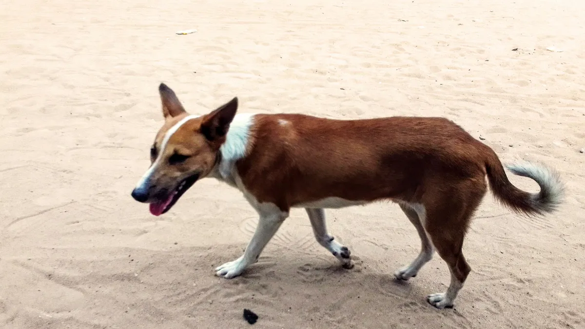 Persona saliendo de casa mientras el perro la observa desde dentro