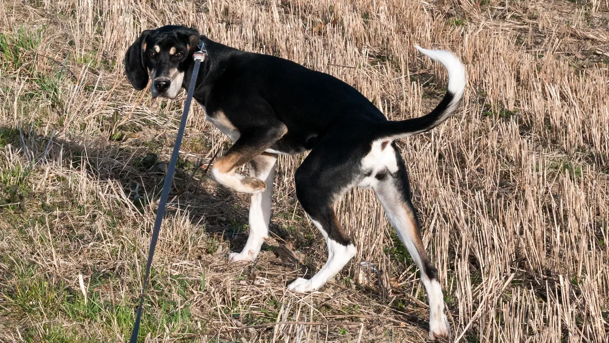 Perro con arnés paseando por la calle junto a su dueño