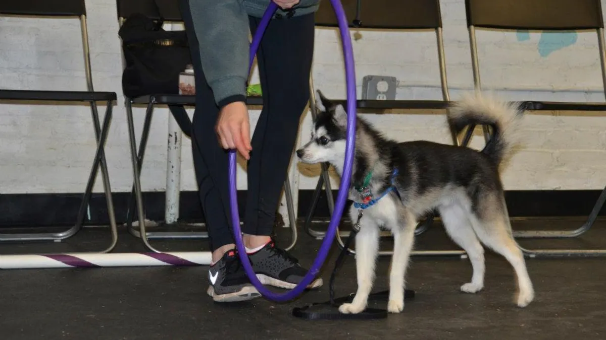 Perro respondiendo a la orden de sentarse con el gesto de la mano