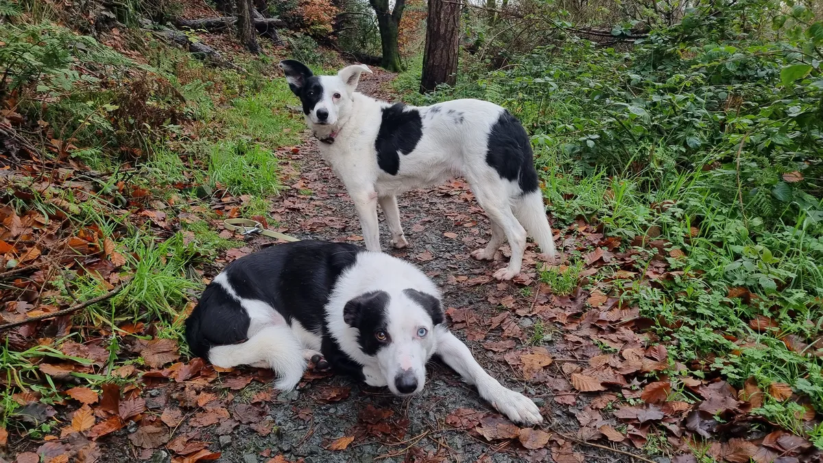 Perro corriendo hacia su dueño en respuesta a la llamada