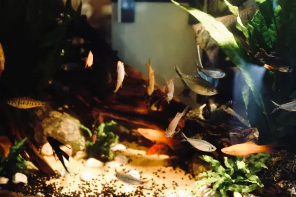 Peces tropicales pequeños de colores nadando entre plantas verdes, un tronco y sustrato de arena dentro de un acuario de agua dulce