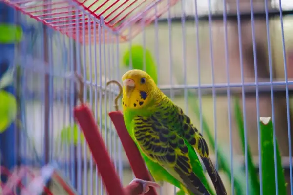 Periquito verde y amarillo posado en la percha de una jaula pequeña de rejilla, mirando a cámara