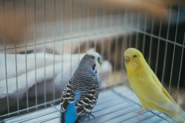 Dos periquitos posados dentro de una jaula metálica de barrotes, en el interior de una casa