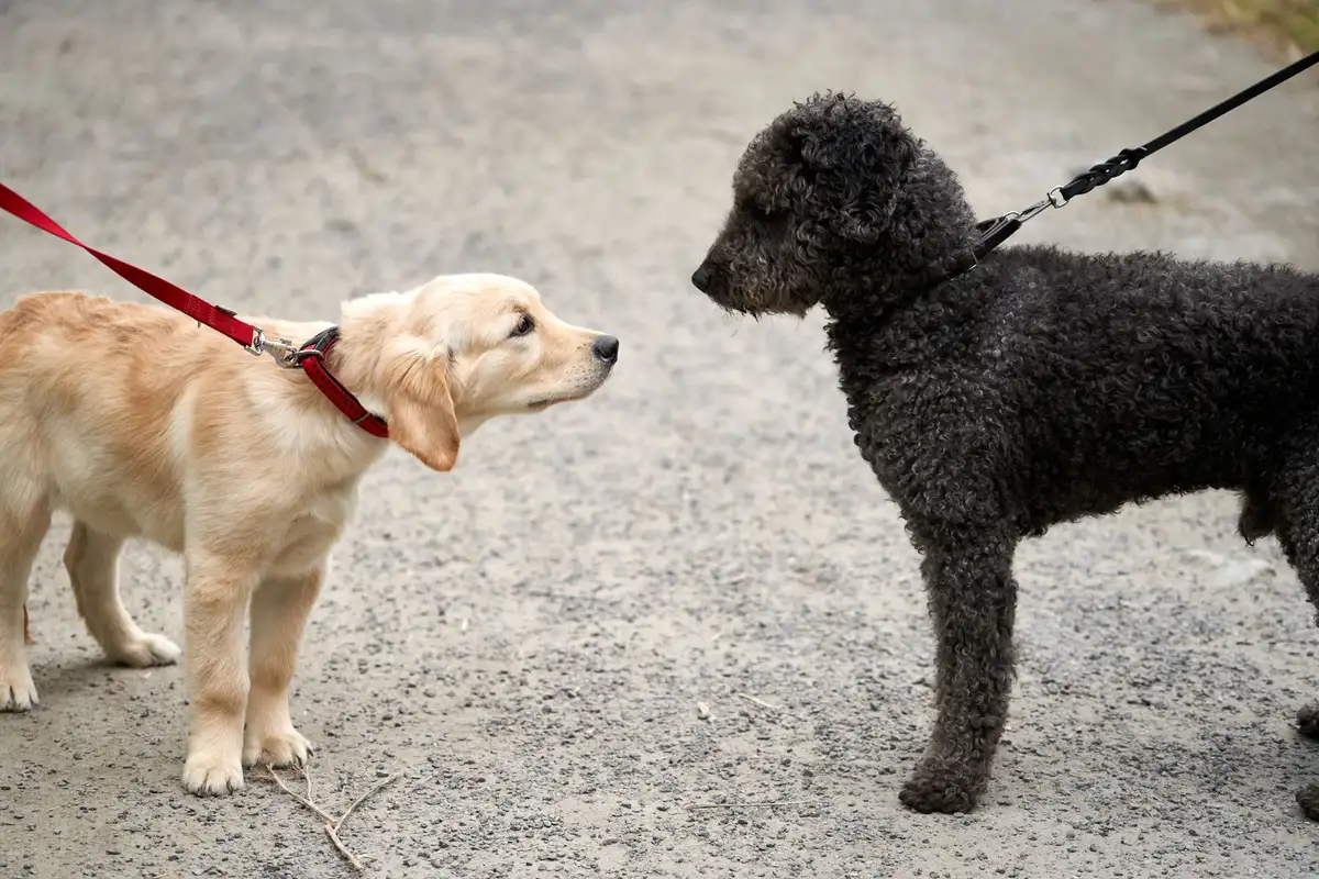 Perro adulto y cachorro se huelen con calma con correa en un espacio neutral