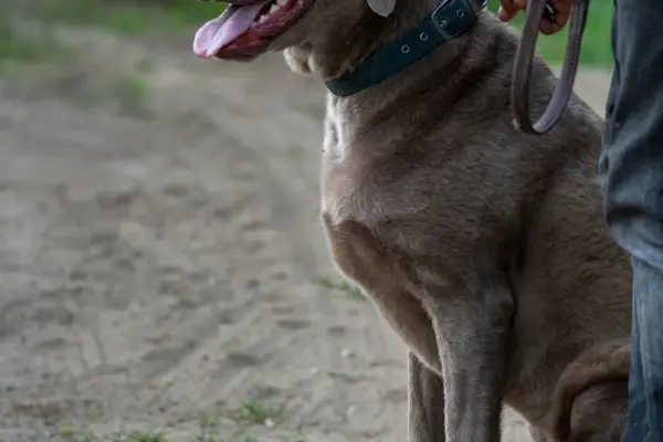 Perro sentado y atento junto a su dueno durante el paseo con correa