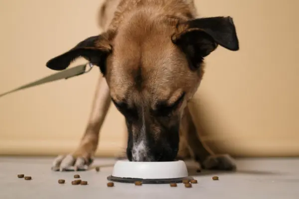 Perro comiendo pienso de un comedero blanco en casa