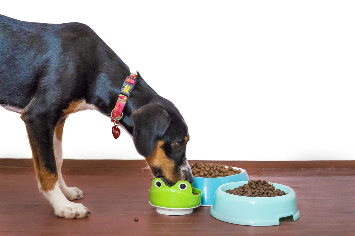 Qué alimentos pueden comer los perros (y en qué cantidad)