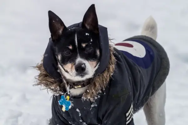 Perro pequeño con abrigo acolchado con capucha en la nieve