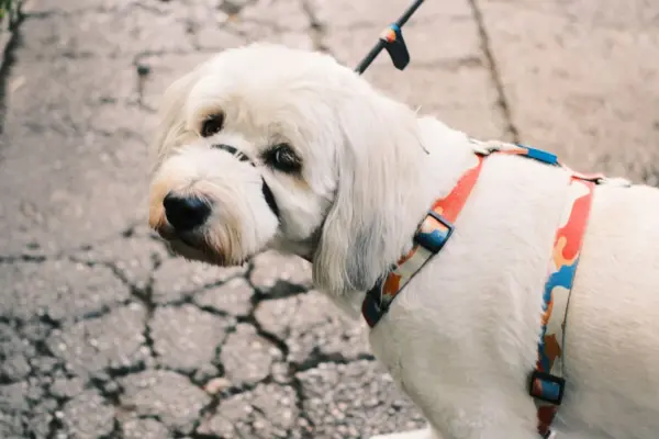 Perro blanco paseando con arnes de pecho ajustable y correa